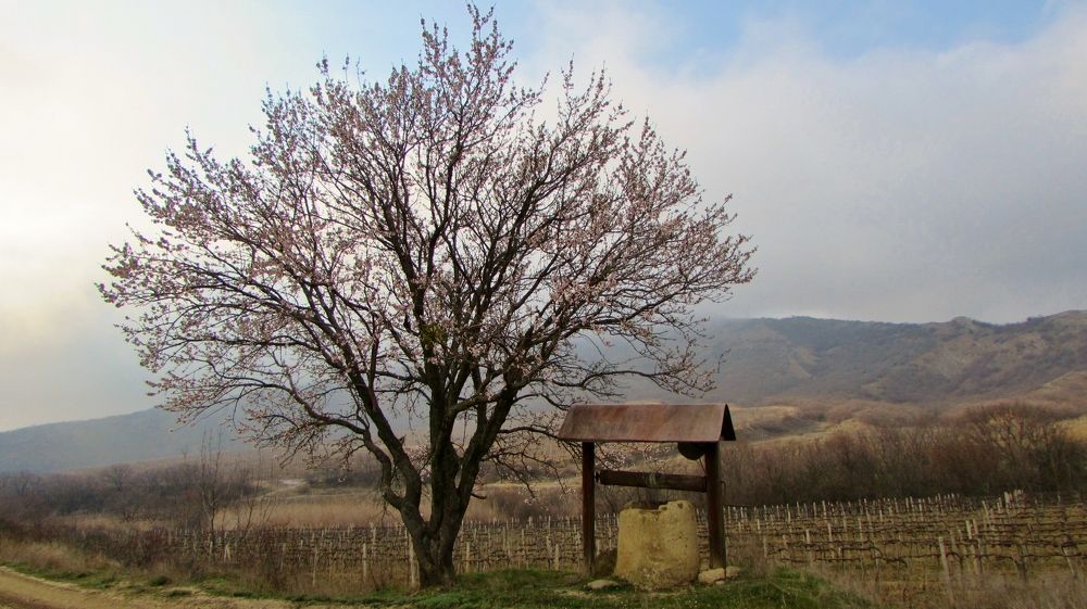 Миндаль, туман и колодец