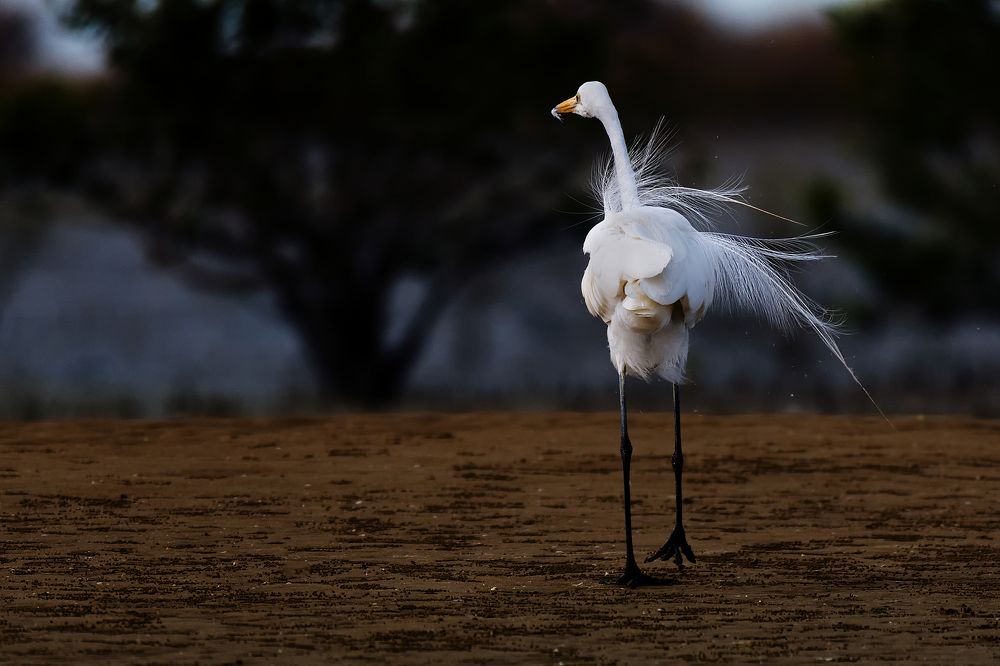 Photograph by sohrab kaveh