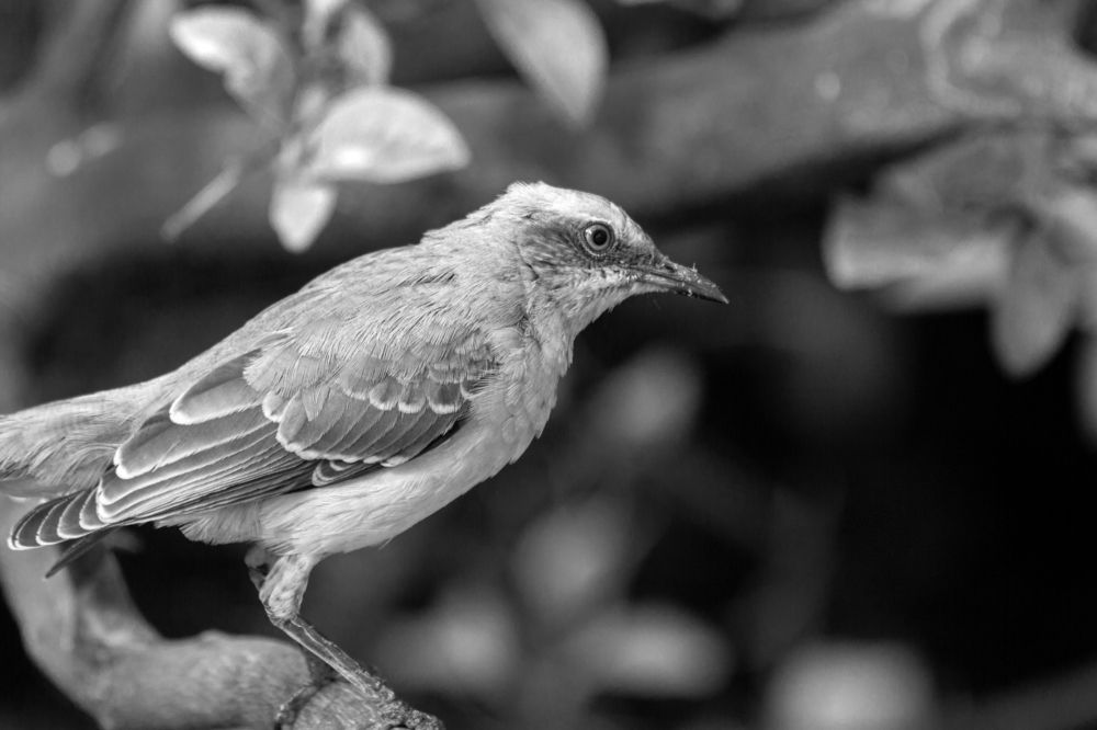 Paraulata an active Mockingbird