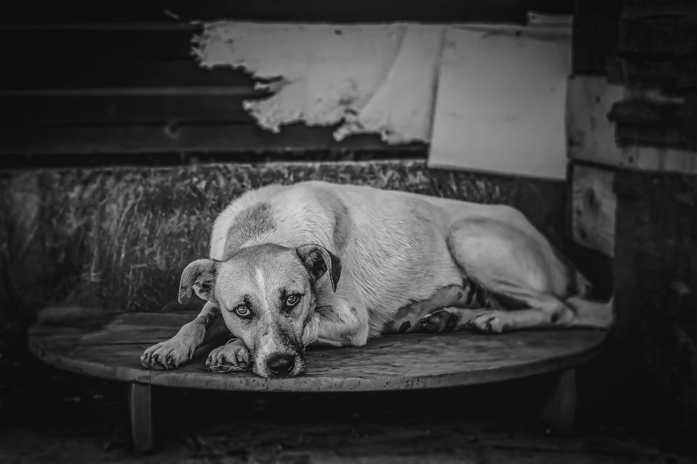 Photograph by Екатерина Ходус