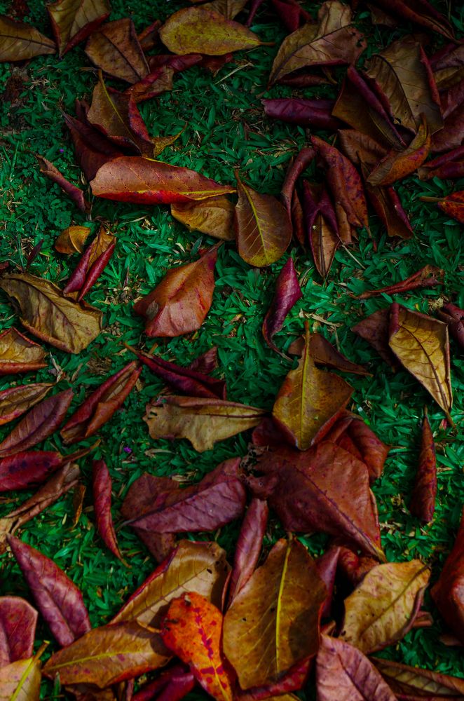 Photograph by Rajapaksha Vishwa