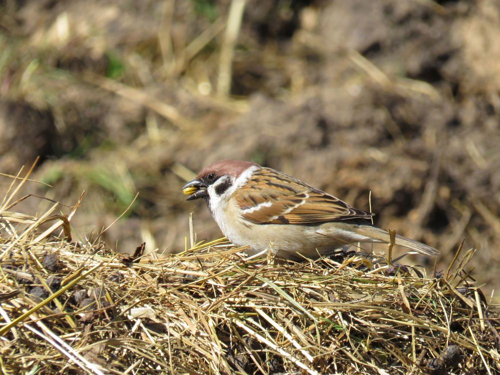Photograph by Анастасия Романова