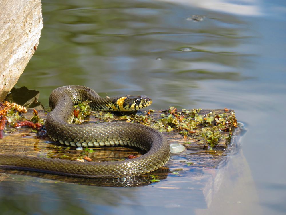 Photograph by Анастасия Романова