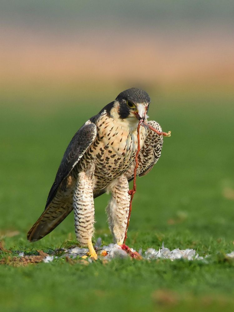 Peregrine with prey
