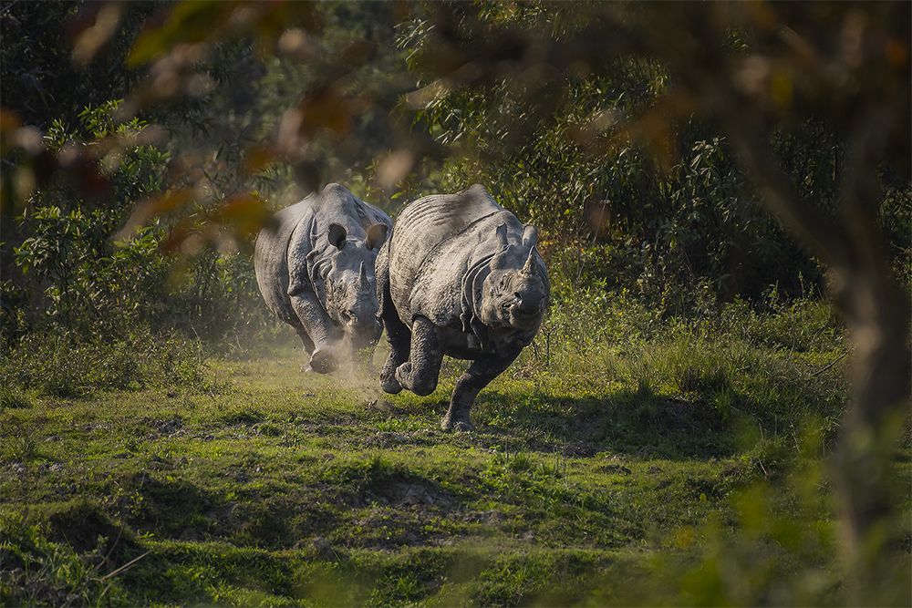 CHASING RHINOS