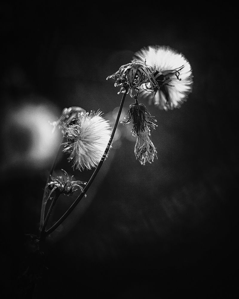 Хрупкое мгновенье...