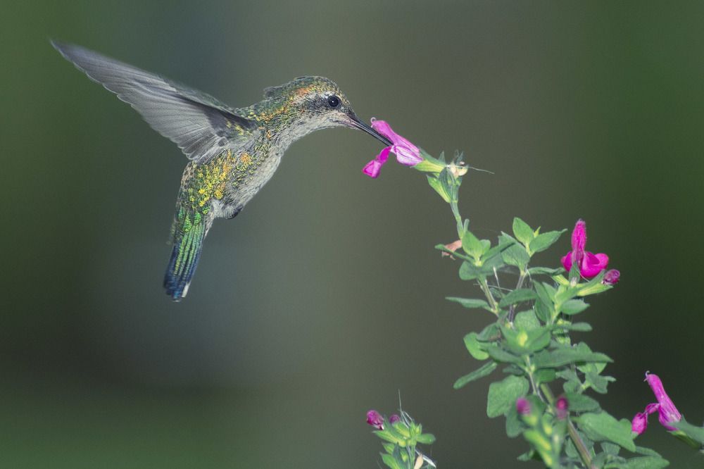 Photograph by Ramon Arnais Santana sanchez