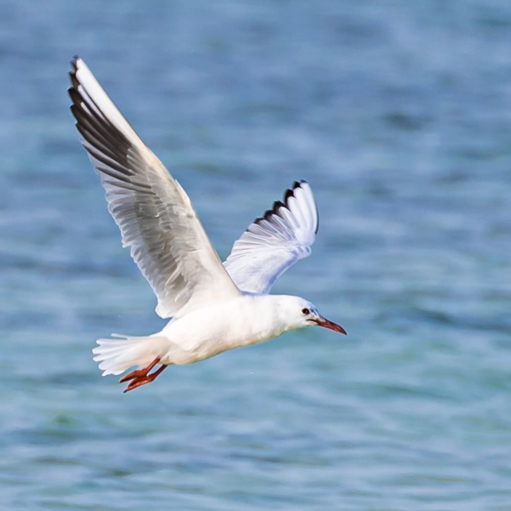 Photograph by MOHAMED NASSER