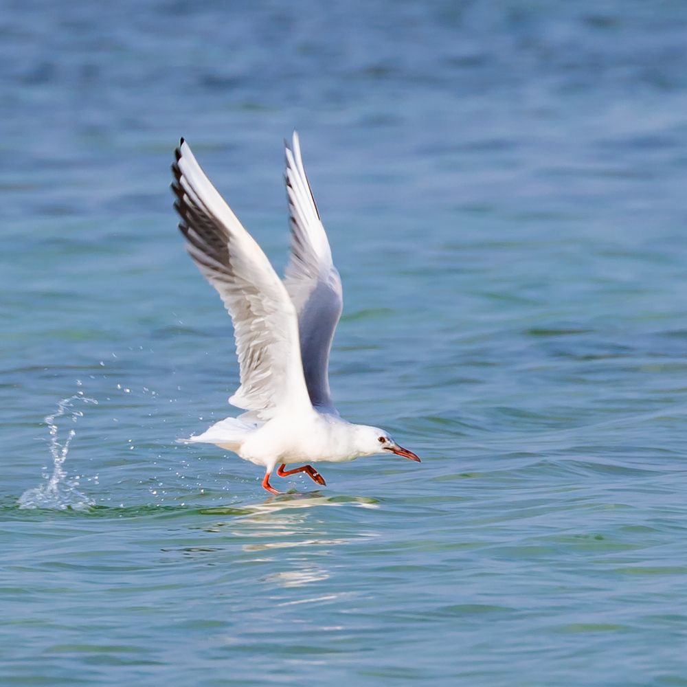 Photograph by MOHAMED NASSER