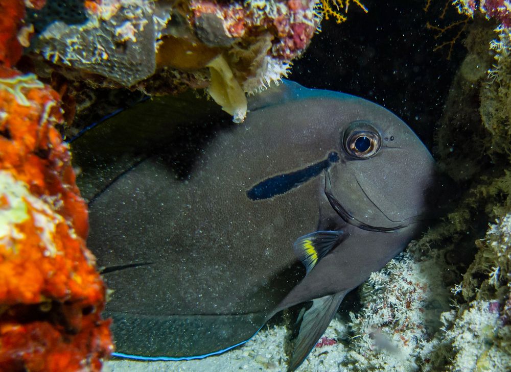 Взгляд из под воды.
