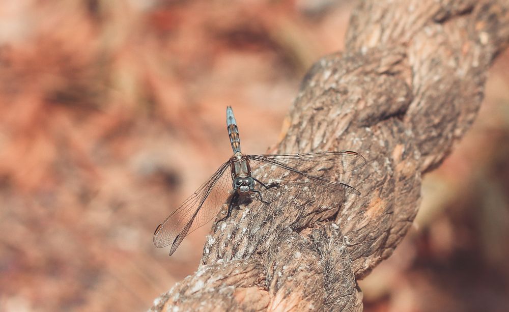 Photograph by Jessica Catarino