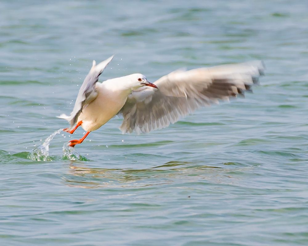 Photograph by MOHAMED NASSER