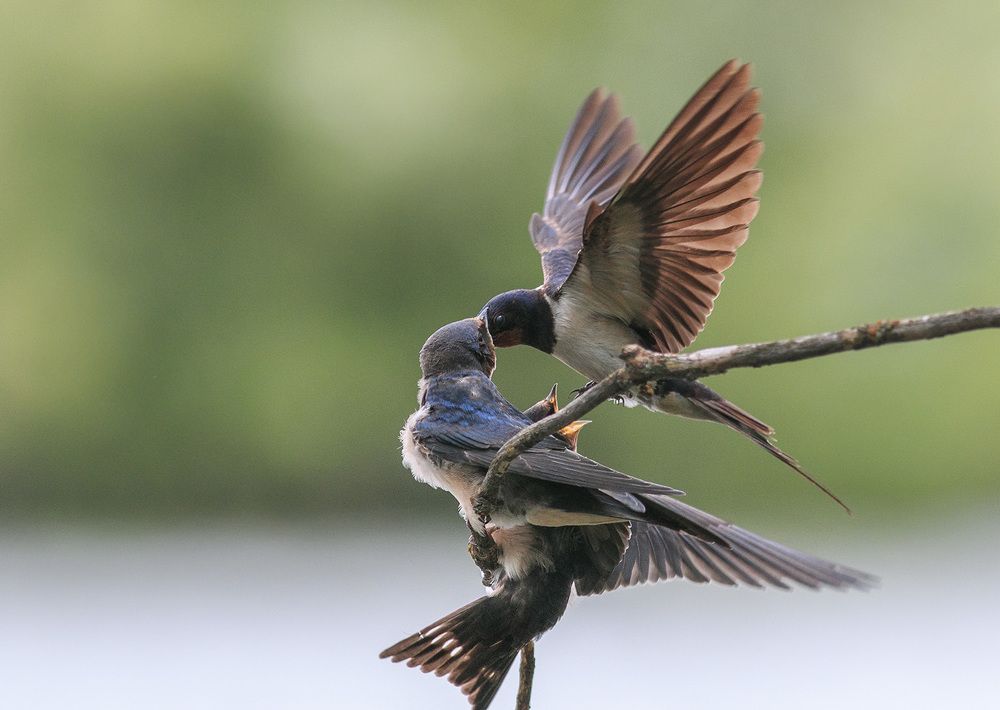 Photograph by Наталья