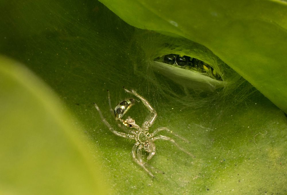 Looking at the moulted skin