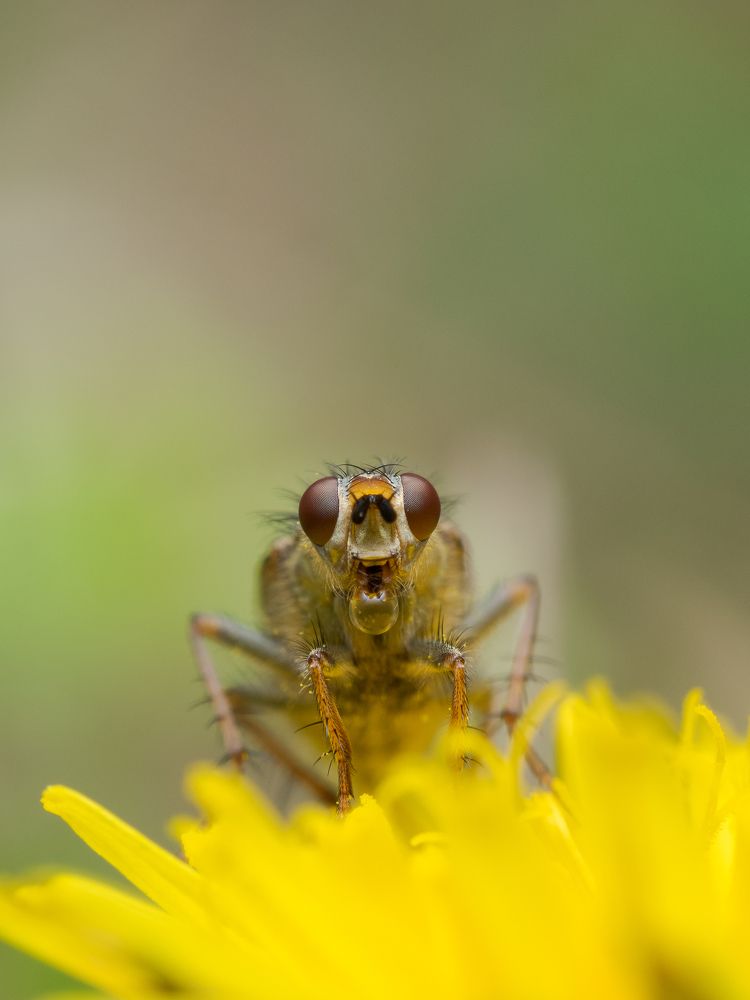 The Heat Exchanger Fly