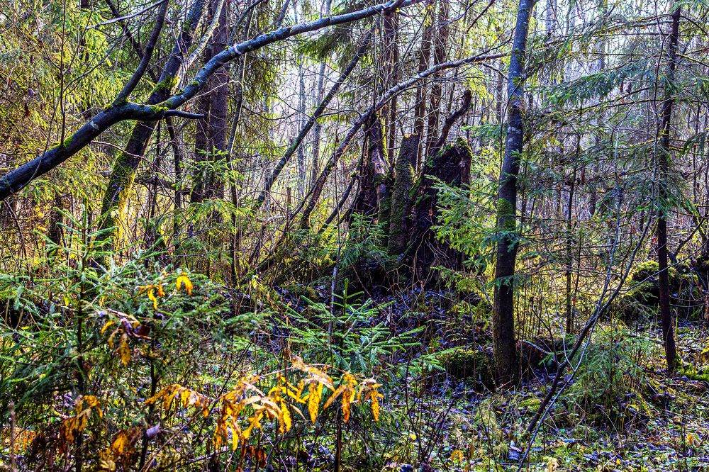 Волшебный лес