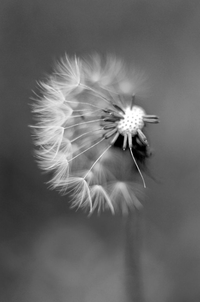 Photograph by Снежана Жвирбля