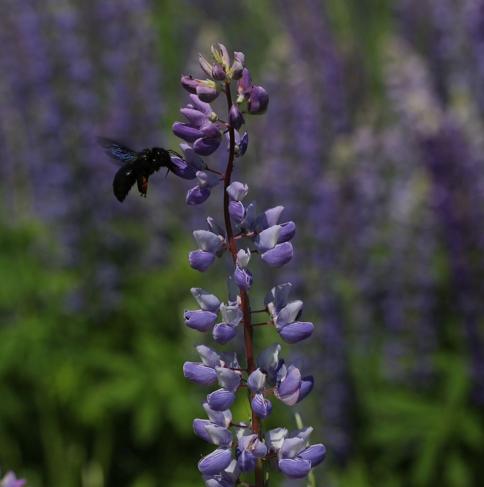 Фотография автора Олег Комарицкий