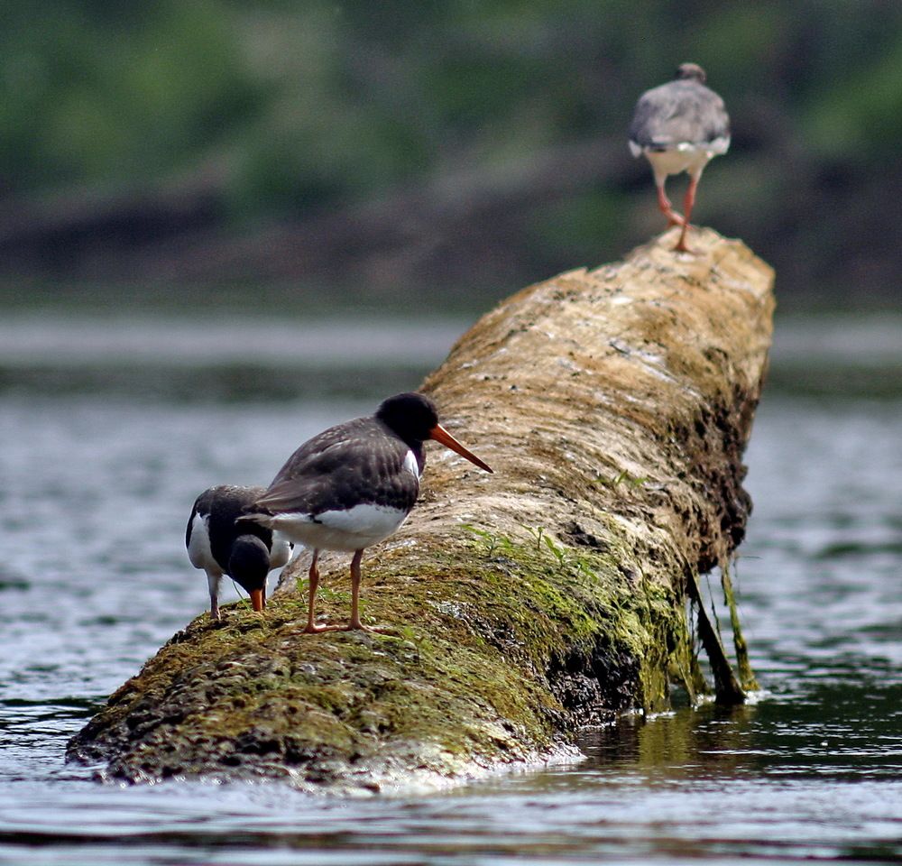 Кулик сорока