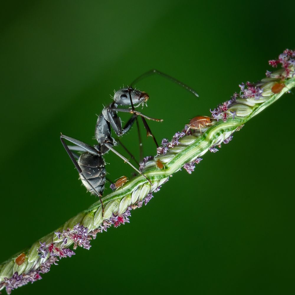 Ant among many smaller insects on a beautiful grass shoot