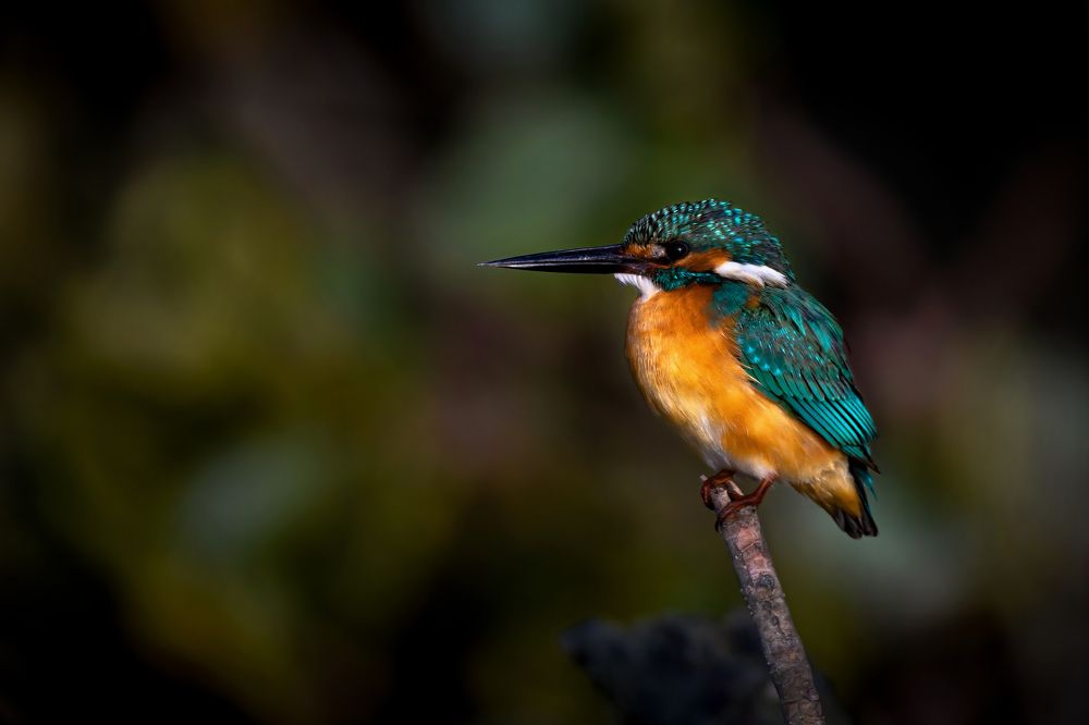 Photograph by sohrab kaveh