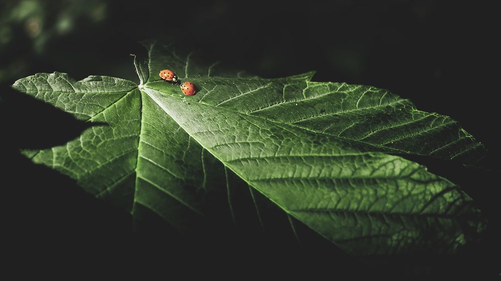 Фотография автора Віталій