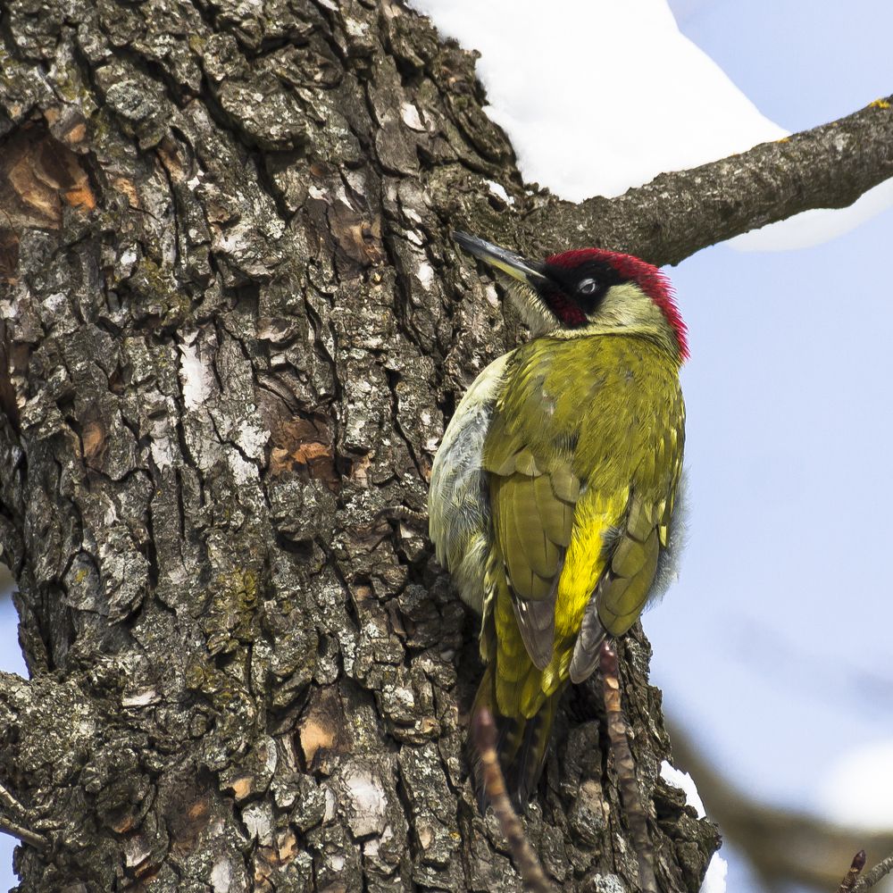 Зеленый дятел