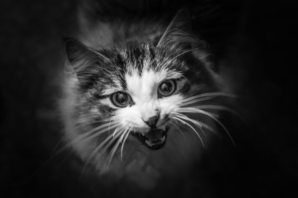 Photograph by Инна Юдина