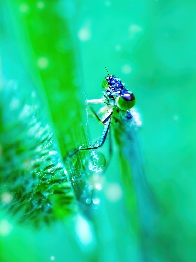 Big eyes of Damselflies