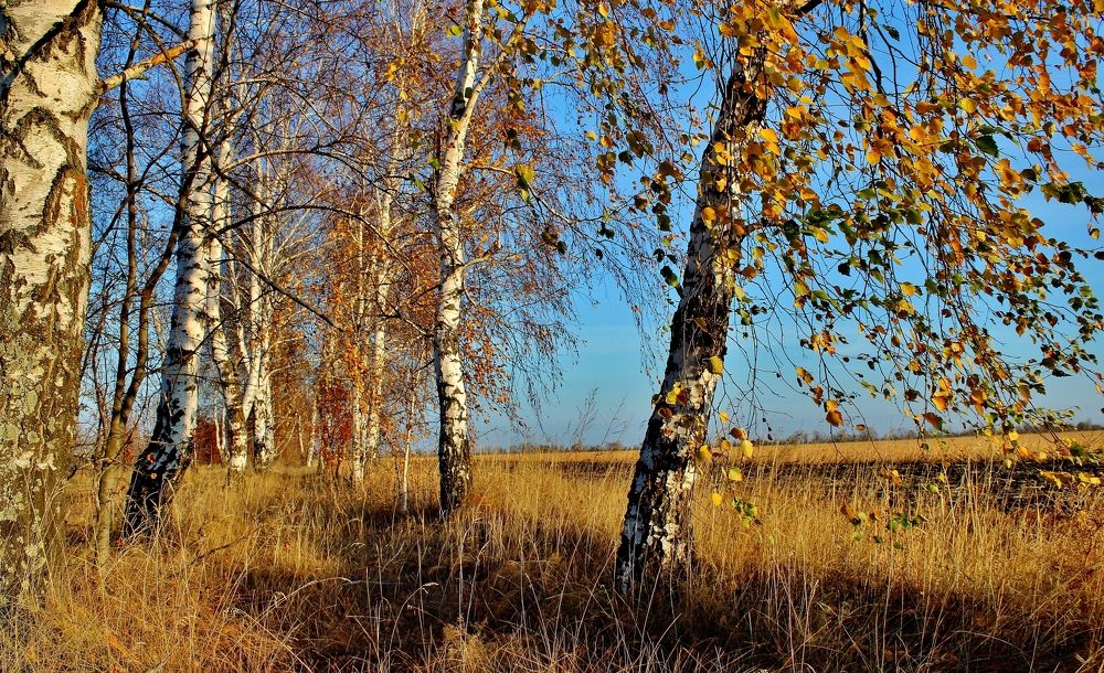 Ласкает ветер веточки берёзок...