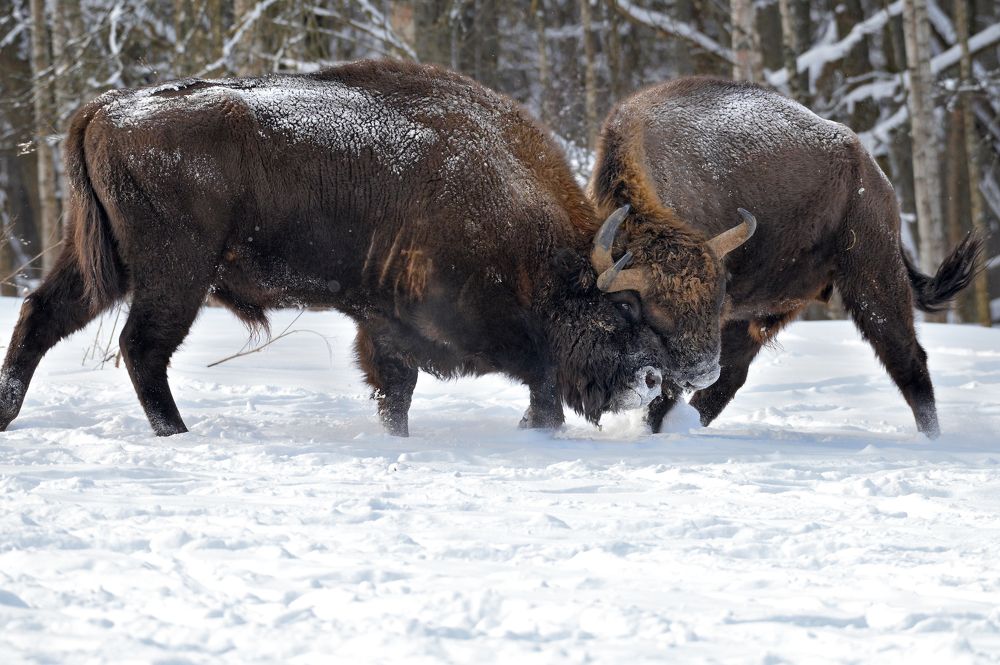 Бодания быков