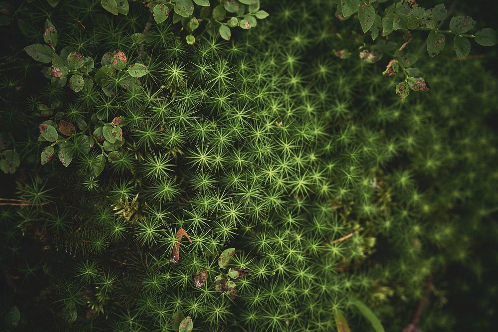 Фотография автора Александр Османов