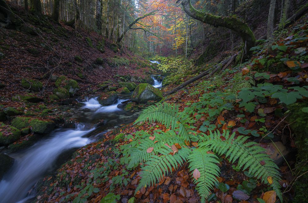 Photograph by Stan Cosmin