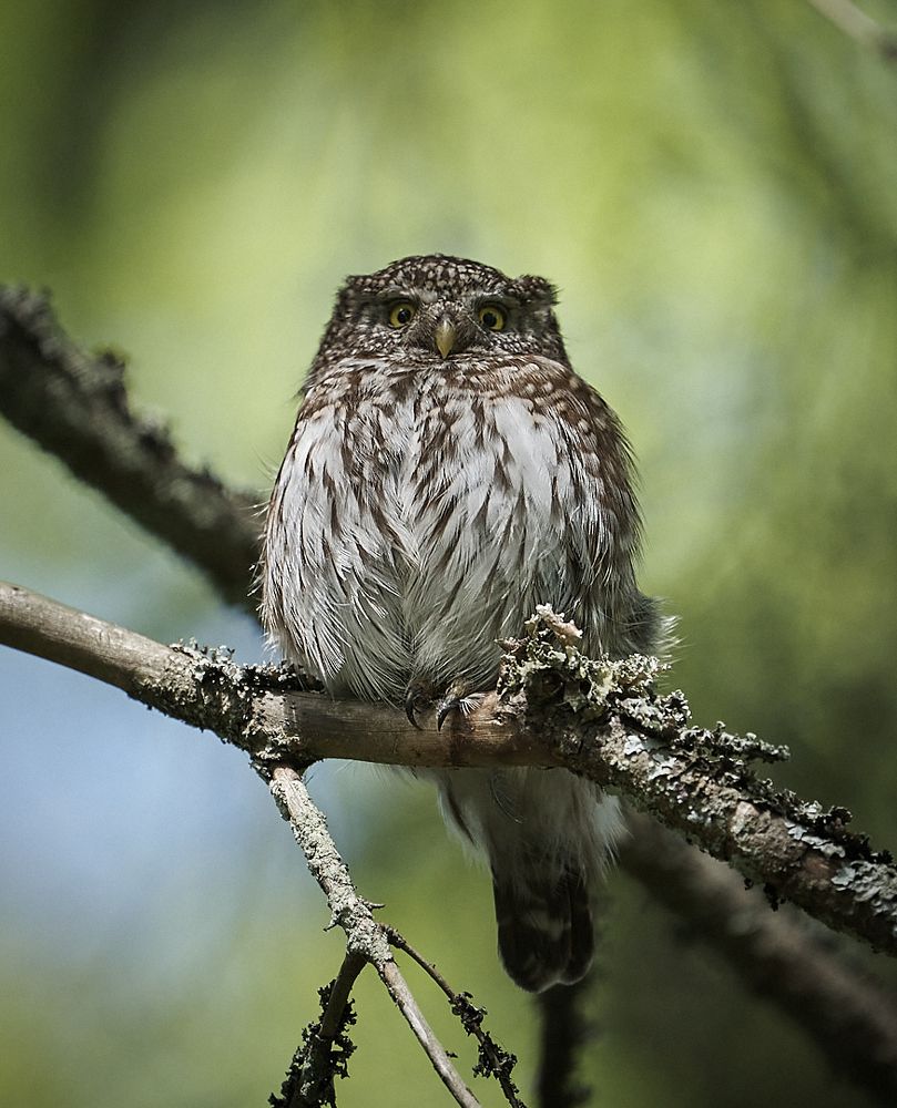Pygmy Owl .