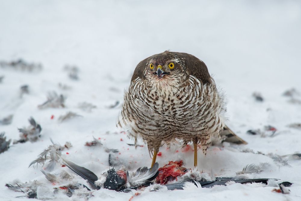 Photograph by Виктор Плахотин