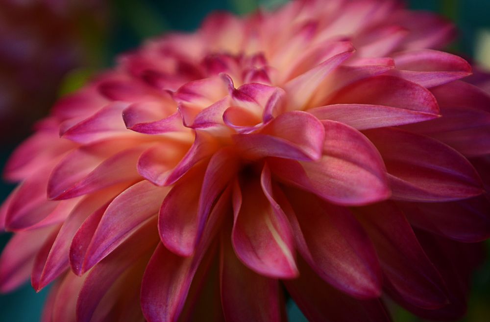 Photograph by Елена Плотникова