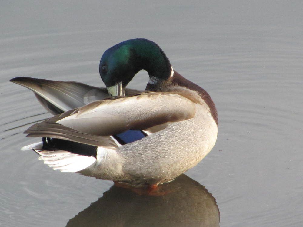 Photograph by Аlessandro