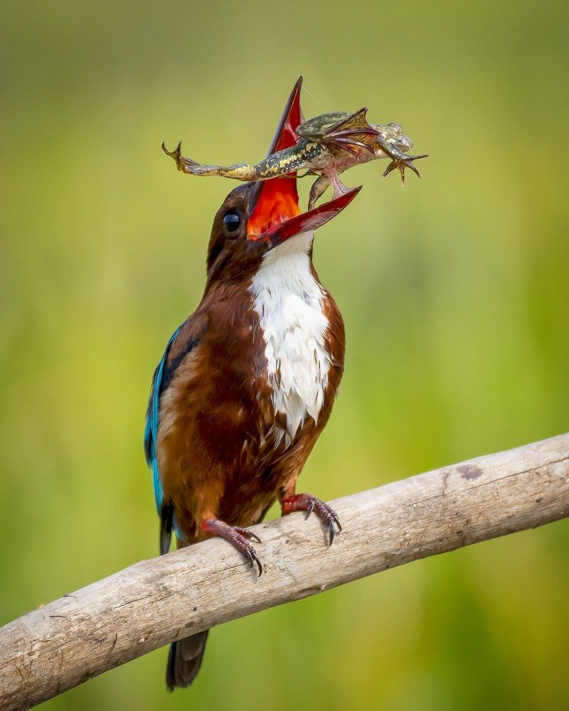 Фотография автора Grace Rani