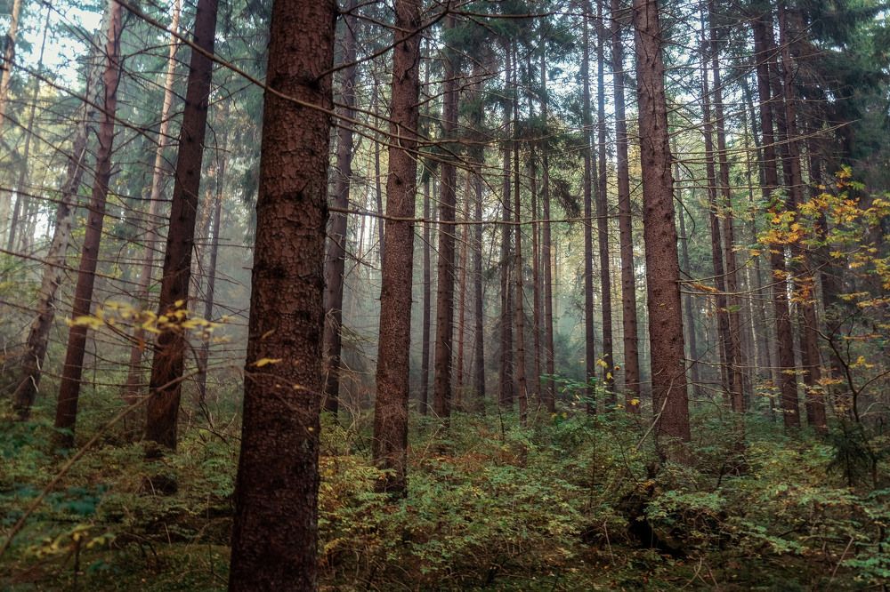 Photograph by Александра Данилюк