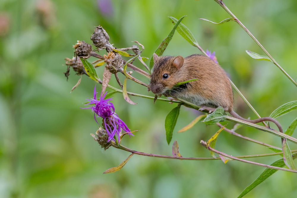 Фотография автора Дронов Константин