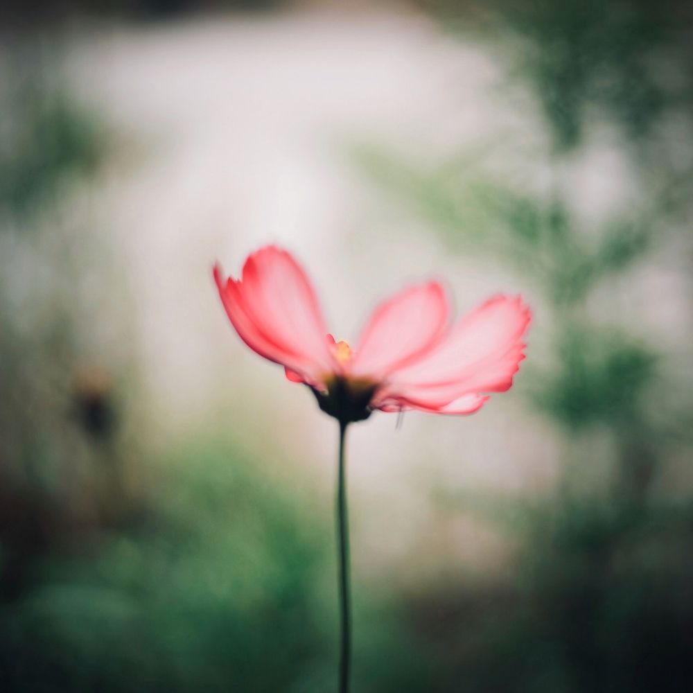 Cosmos Bipinnatus in Late Summer