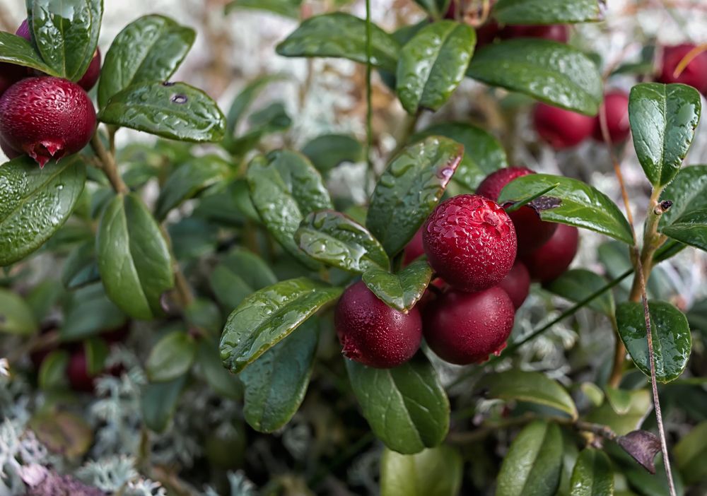 Утренняя роса