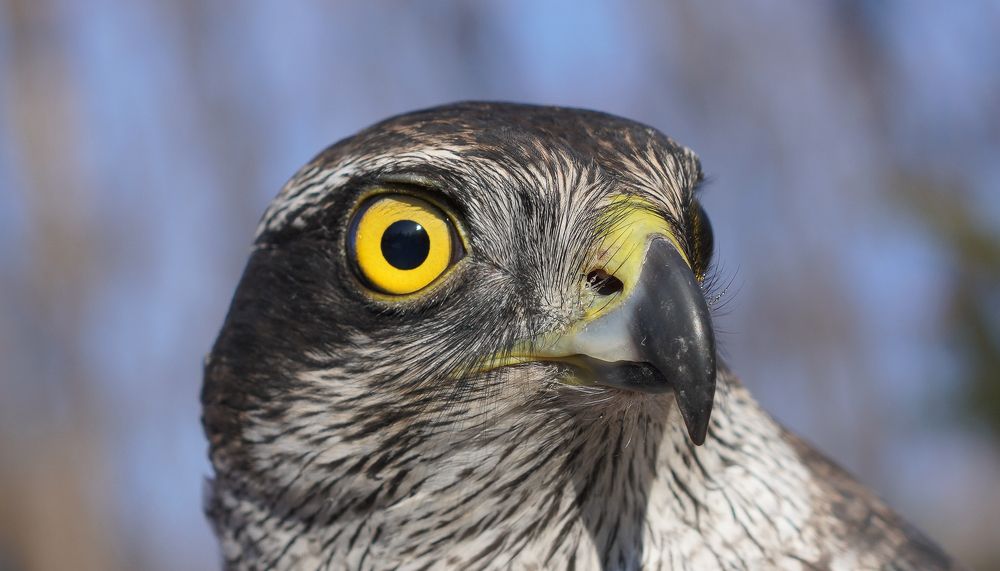 Photograph by Антонов Алексей