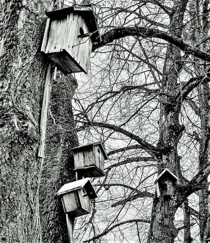 Photograph by Владимир Шнип