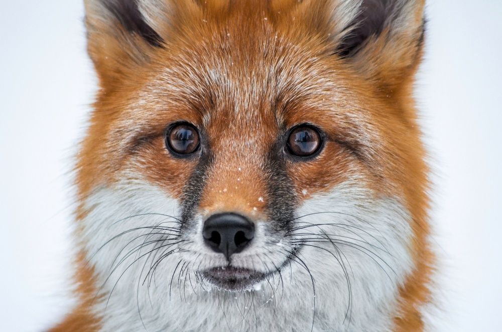 Photograph by Вероника Романенко