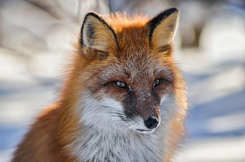 Photograph by Вероника Романенко