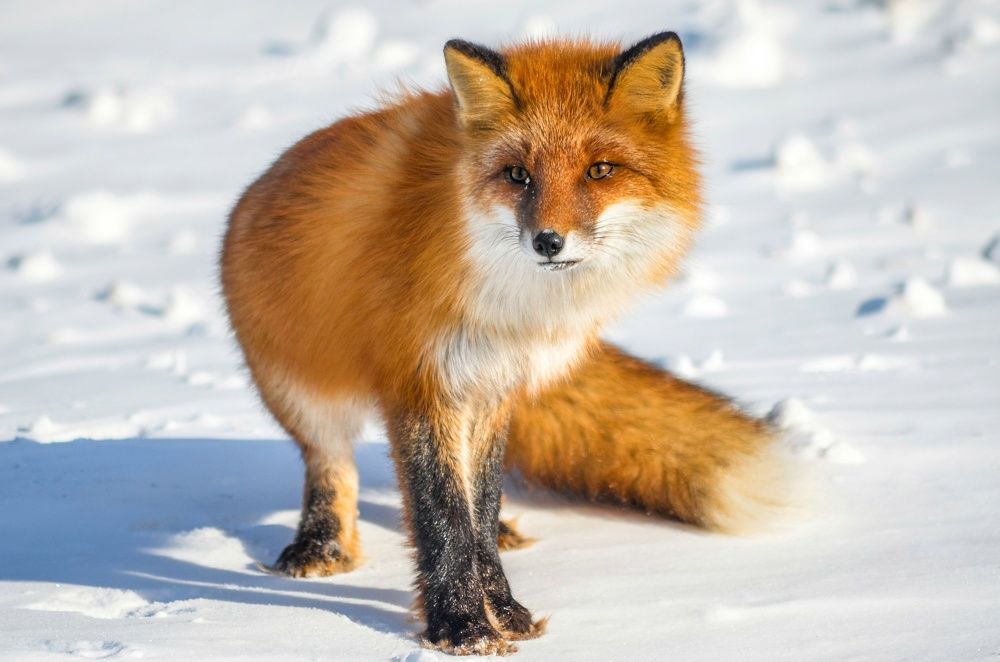 Photograph by Вероника Романенко