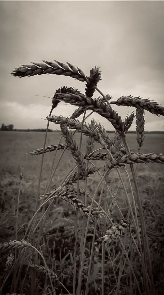 Photograph by Ангелина