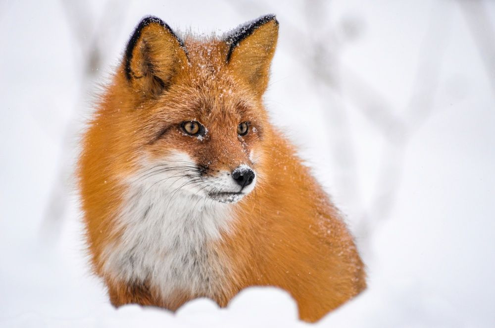 Photograph by Вероника Романенко