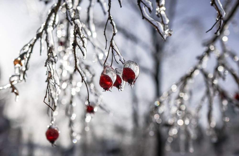 Photograph by Антонов Алексей